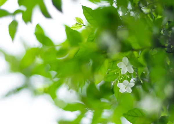 White flowers, small and fragile,  blossom flower of Moke — Stock Photo, Image