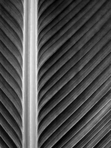 Текстура на поверхні листя рослини сигар, сірий фон — стокове фото