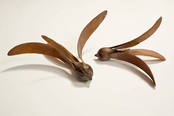 Gedroogde vleugels van Meranti zaad — Stockfoto
