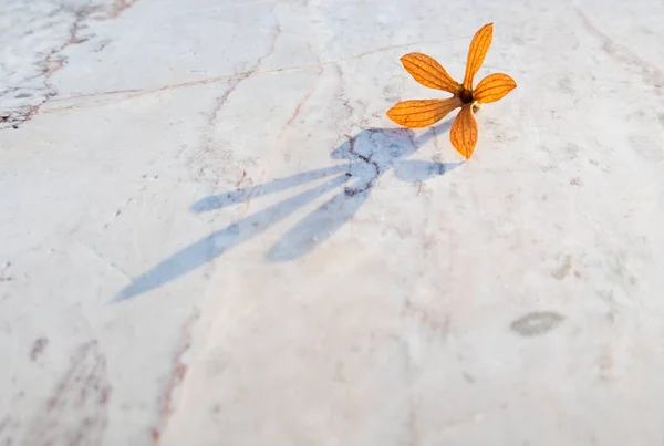Маленький и нежный цветок — стоковое фото