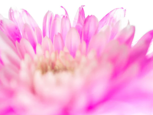 Primer plano de flor de crisantemo, poca profundidad de campo — Foto de Stock