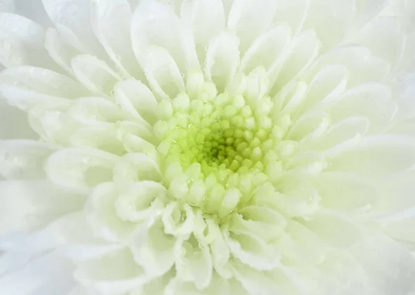 Крупный план цветка хризантемы, мелкая глубина резкости — стоковое фото