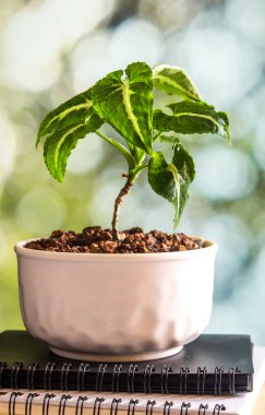 Küçük seramik tencerede syngonium büyüyor