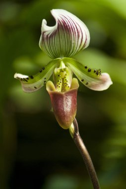 Paphiopedilum callosum