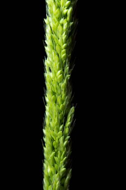 Tazelik orman pirinç ot siyah kağıt üzerinde kapatın