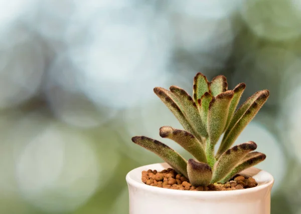 Kalanchoe'nun etli bitki yakın çekim taze yaprakları detay