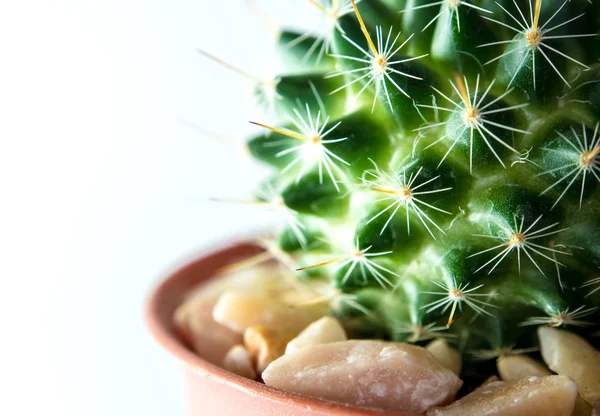 Mammillaria Cactus isolado sobre fundo branco — Fotografia de Stock