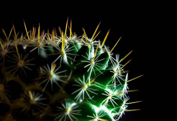 Verde vívido de Mammillaria Cactus sobre fundo preto — Fotografia de Stock