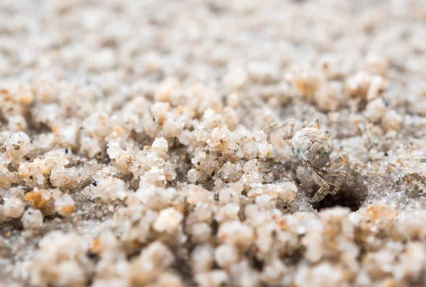 Cangrejo fantasma comiendo en la playa de arena, cerca de sus agujeros — Foto de Stock