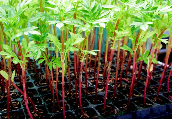 Tronco vermelho de plântula de calêndula em bandeja de plântula de plástico — Fotografia de Stock