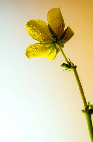 Изолированный жёлтый цветок мелкой кальтропной травы — стоковое фото
