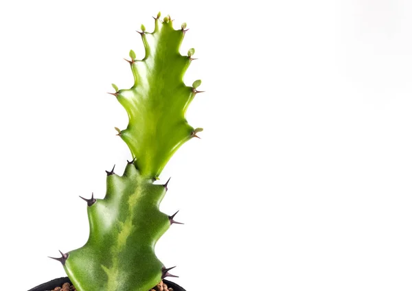 Versheid Bud van Dragon Bone cactus op witte achtergrond — Stockfoto