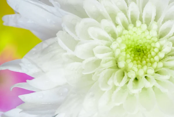 Närbild av vit krysantemum blomma, grunt skärpedjup — Stockfoto