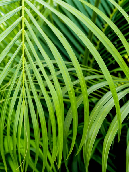 Fräschör grön pinnately sammansatta blad palmblad — Stockfoto