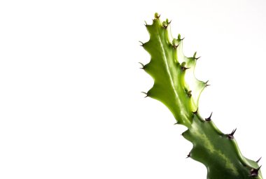 Beyaz arka plan üzerinde ejderha kemik kaktüs Tazelik tomurcuk