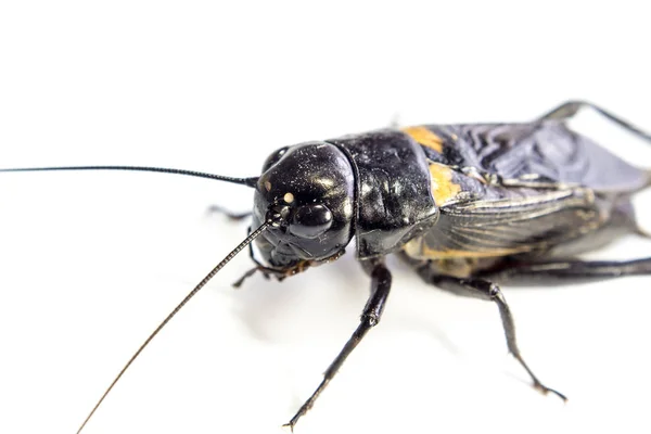 Grillon noir commun, insecte isolé sur fond blanc — Photo