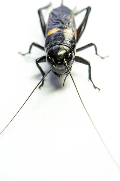 Grillon noir commun, insecte isolé sur fond blanc — Photo