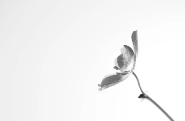 Flor de pequena erva caltrops — Fotografia de Stock