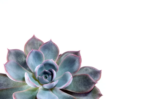 Соковите рослина крупним планом свіжий листя докладно Echeveria — стокове фото