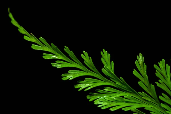 Freshness Green leaf of Fern on black background — Stock Photo, Image