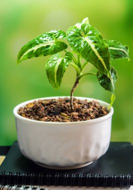 Küçük seramik tencerede syngonium büyüyor