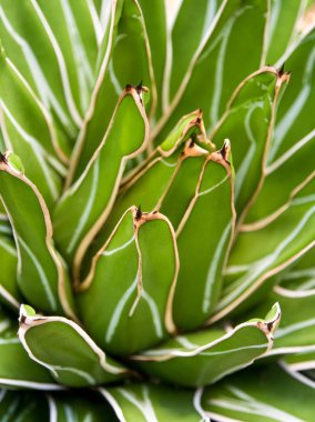 Sulu bitki yakın çekim, Agave victoriae taze yaprakları detay