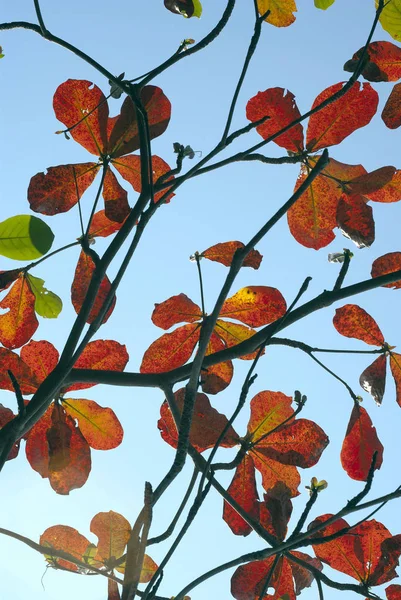 Folhas vermelhas de árvore de amêndoa do mar — Fotografia de Stock