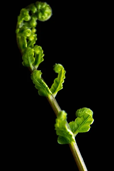 Feuille de bourgeon de fougère sur fond noir — Photo