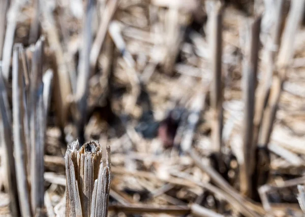 Hasat sonrası tarım topraklarında kuru pirinç sakası — Stok fotoğraf