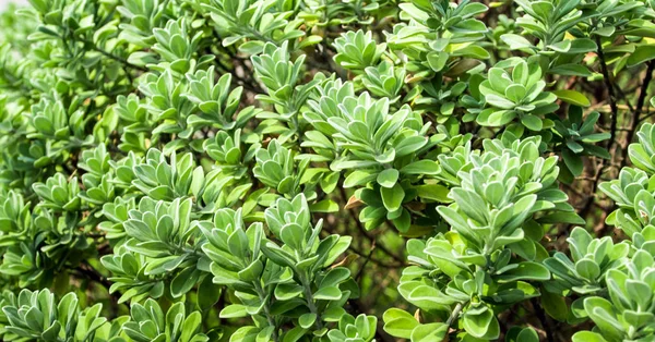 Folhas de planta como fundo, textura — Fotografia de Stock