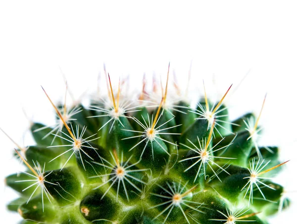 Mammillaria Cactus elszigetelt fehér háttér — Stock Fotó