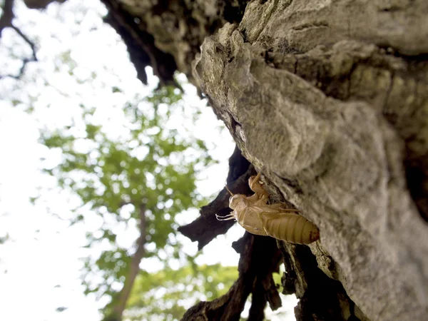 Molt з cicada на кора дерева — стокове фото