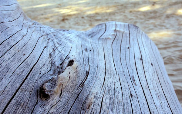 old stump on sand beach, wooden surface texture