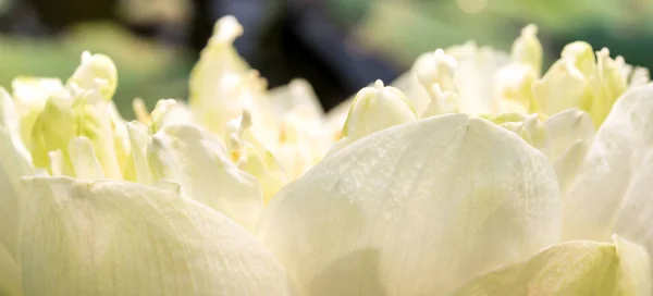 Detalj av vit lotus blossom blomma — Stockfoto