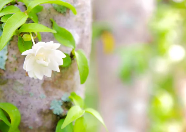 Weiße Blüten, klein und zerbrechlich, moke — Stockfoto