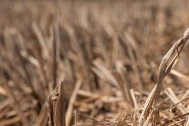 Hasat sonrası tarım topraklarında kuru pirinç sakası