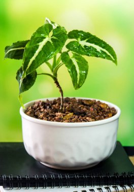 Küçük seramik tencerede syngonium büyüyor