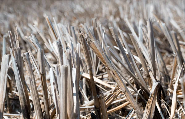 Arroz seco rastrojo en tierras de cultivo después de la cosecha —  Fotos de Stock