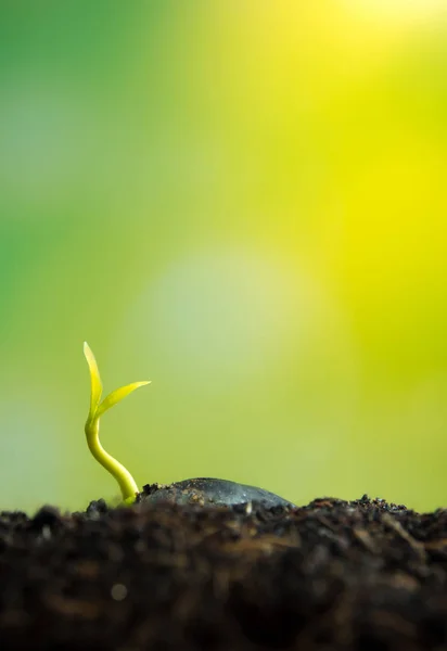 Fraîcheur nouvelle vie, feuilles de jeunes plants de plantes dans la nature — Photo