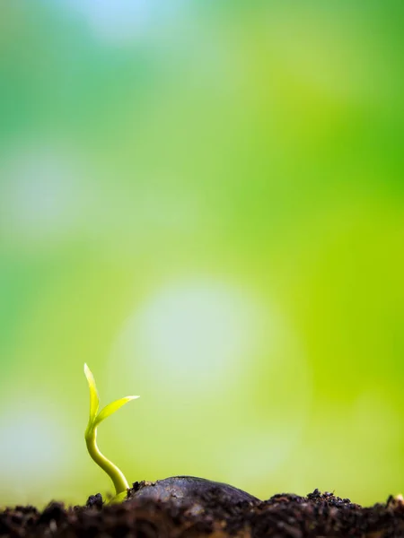 Frescura nueva vida, hojas de plantas jóvenes plántulas en la naturaleza —  Fotos de Stock