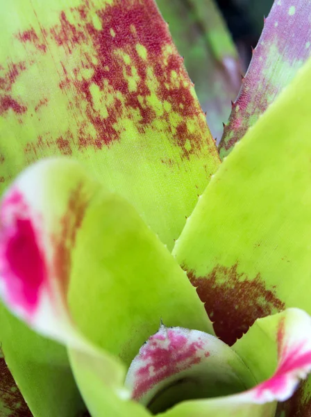 Detalle de textura y espinas en el borde de las hojas de Bromeliad — Foto de Stock