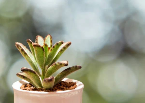 Sukkulente Pflanze Nahaufnahme, frische Blätter Detail der Kalanchoe Tomen — Stockfoto