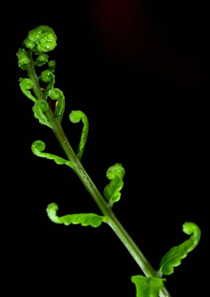黒い背景にシダの芽葉 — ストック写真