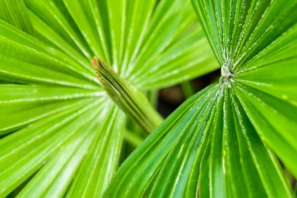 Čerstvosti palmového listí jako pozadí — Stock fotografie