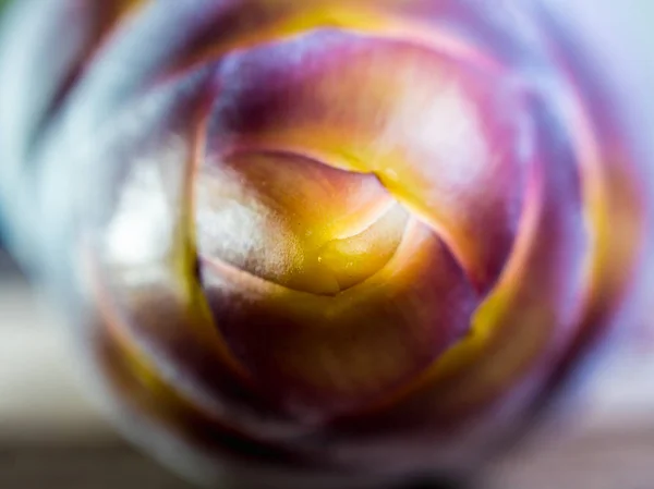 Silver bluggoe banana blossom — Stock Photo, Image