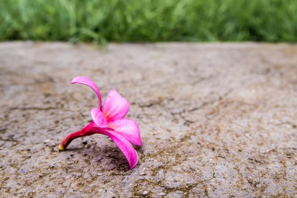 ピンクの花がコンクリートの床に落ちる — ストック写真