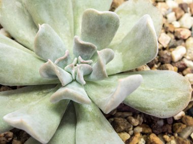 Echeveria Topsy sulu bitki yakın çekim taze yaprakları detay 