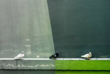 Binanın yanındaki beton damla kalıp üzerinde istirahat güvercinler