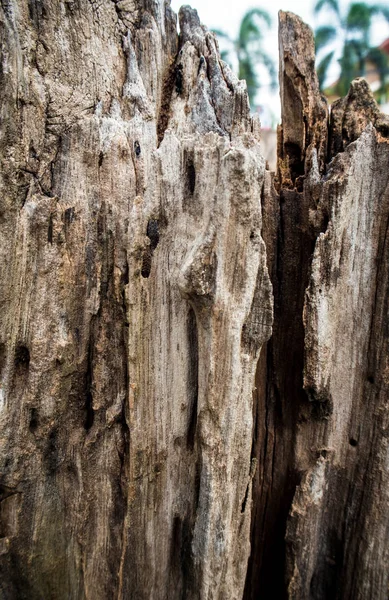 Close up to old stump Textura de madeira — Fotografia de Stock