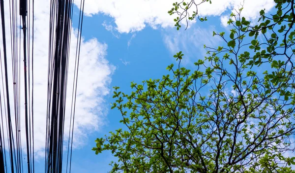 Blick in den Himmel unter dem Baum — Stockfoto